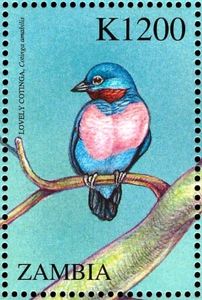 Lovely Cotinga (Cotinga amabilis)